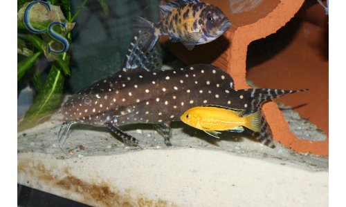 Synodontis angelicus